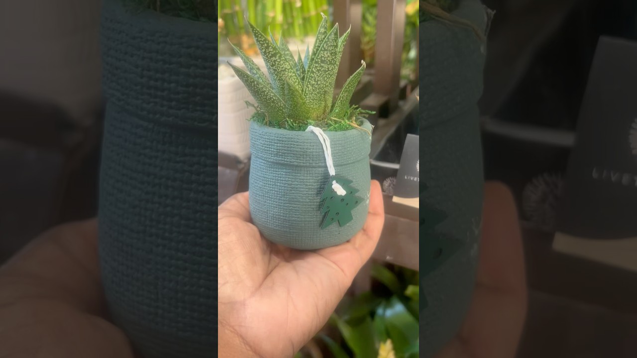 Lowe’s Has New Plants!:# plants 
