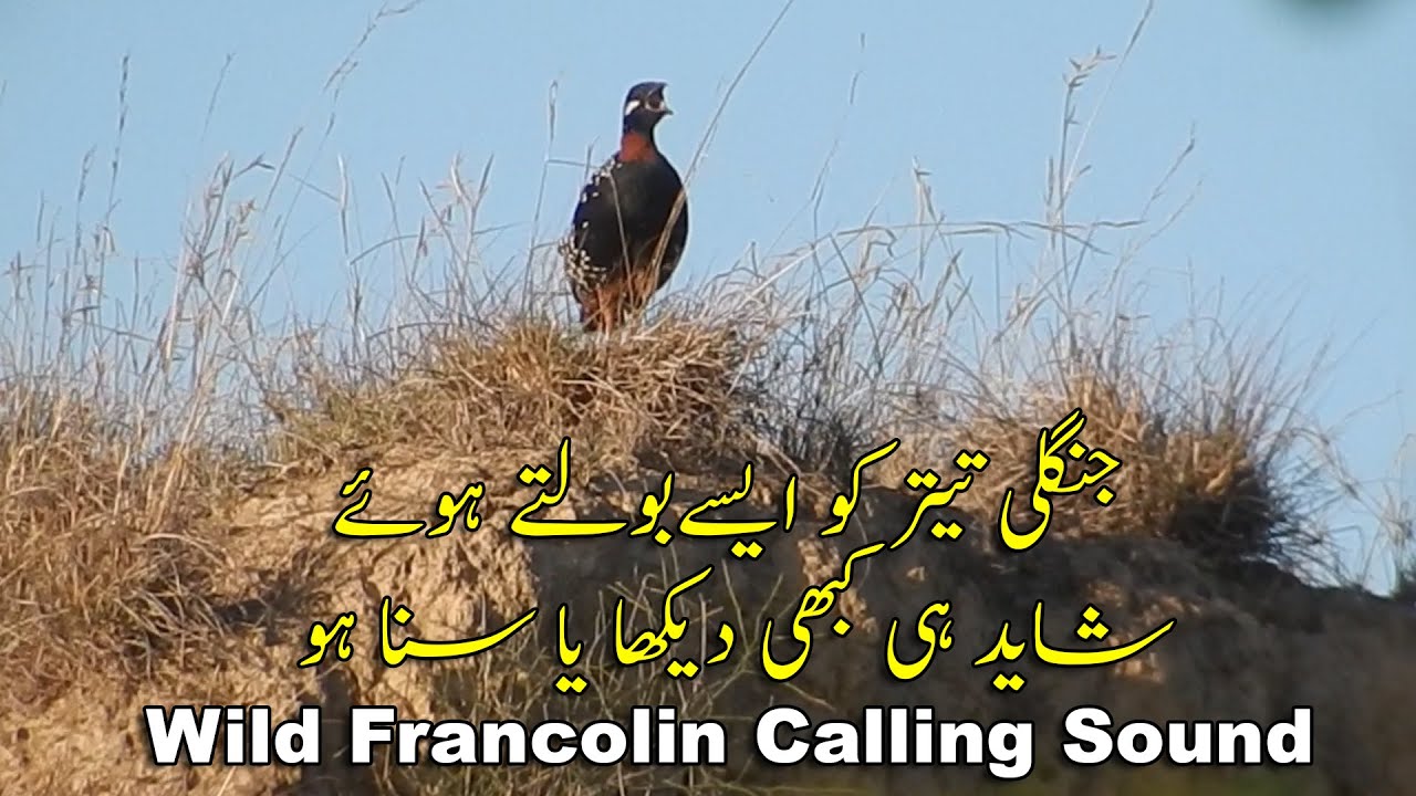 Kaly Teetar ki Awaz | Desi Azad Kala Teetar | Black Teetar Voice | Wild Francolin Voice