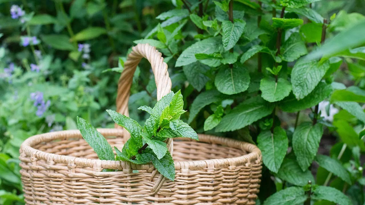 10 Ways to Grow Your Own Massive Mint Garden