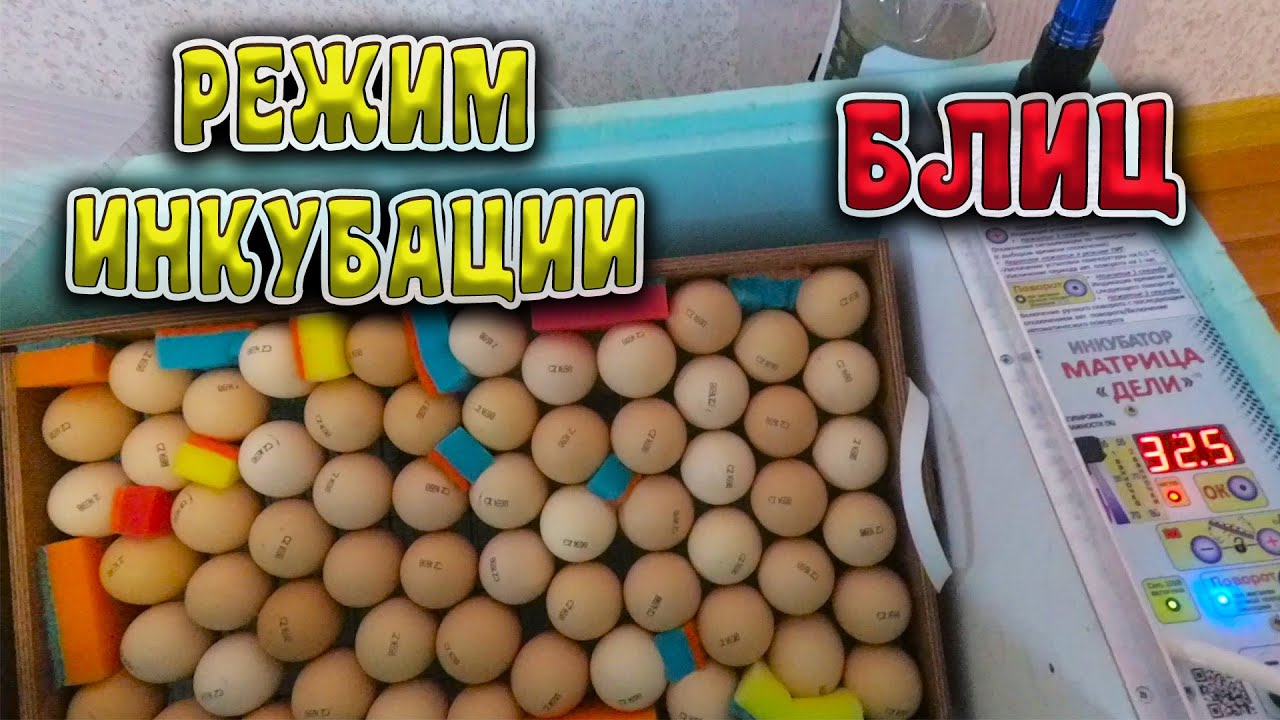 Режим ИНКУБАЦИИ куриного яйца в БЛИЦ МАТРИЦА ДЕЛИ