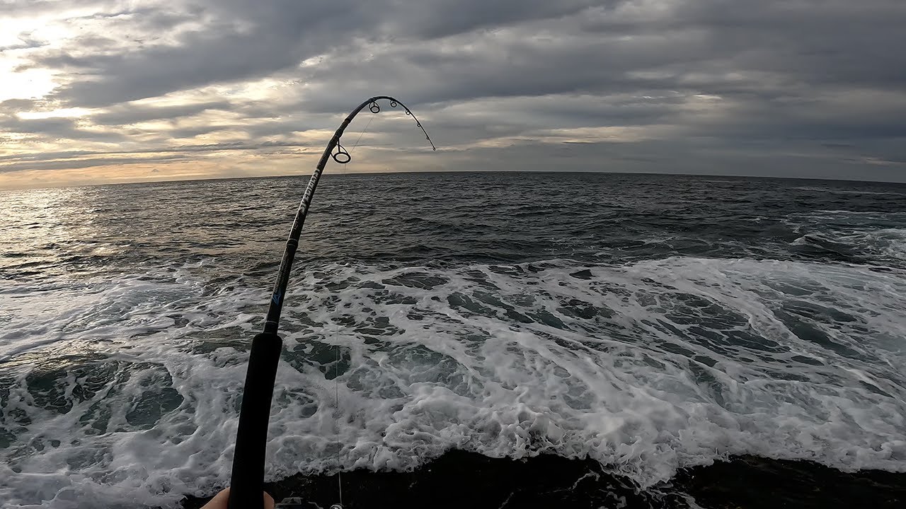 One hardbody lure, many bonito - Sydney ledge - Bugsy Fishing Ep 43   4K