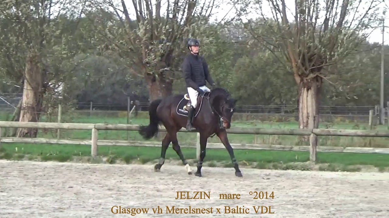 Jelzin, dressage video,  Glasgow vh Merelsnest x Baltic VDL, mare, &deg;2014, Belgian Horse Trading