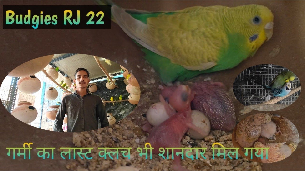 गर्मी में भी इतनी शानदार ब्रीडिंग हमारे सेटअप पर