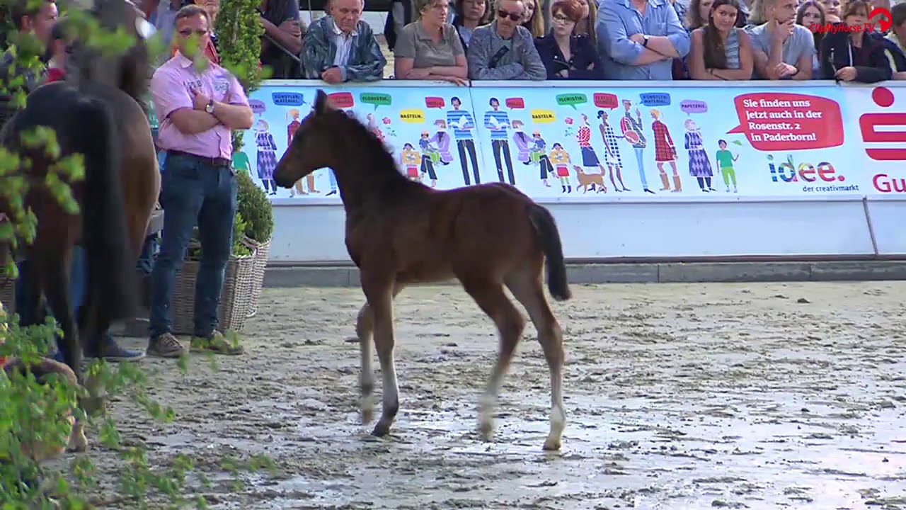 Sudheimer Outdoors | Fohlenauktion |&nbsp;Taloubet Z x Cornet Obolensky&nbsp;|&nbsp;&nbsp;|