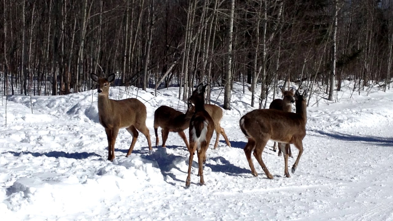 En hiver comment fonctionne un ravage de chevreuil.
