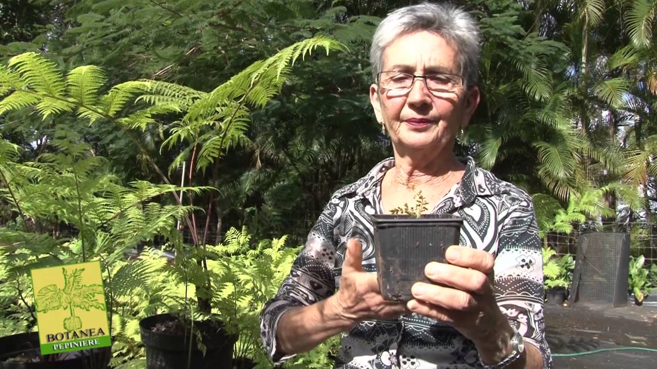 fougère arborescente nouvelle calédonie