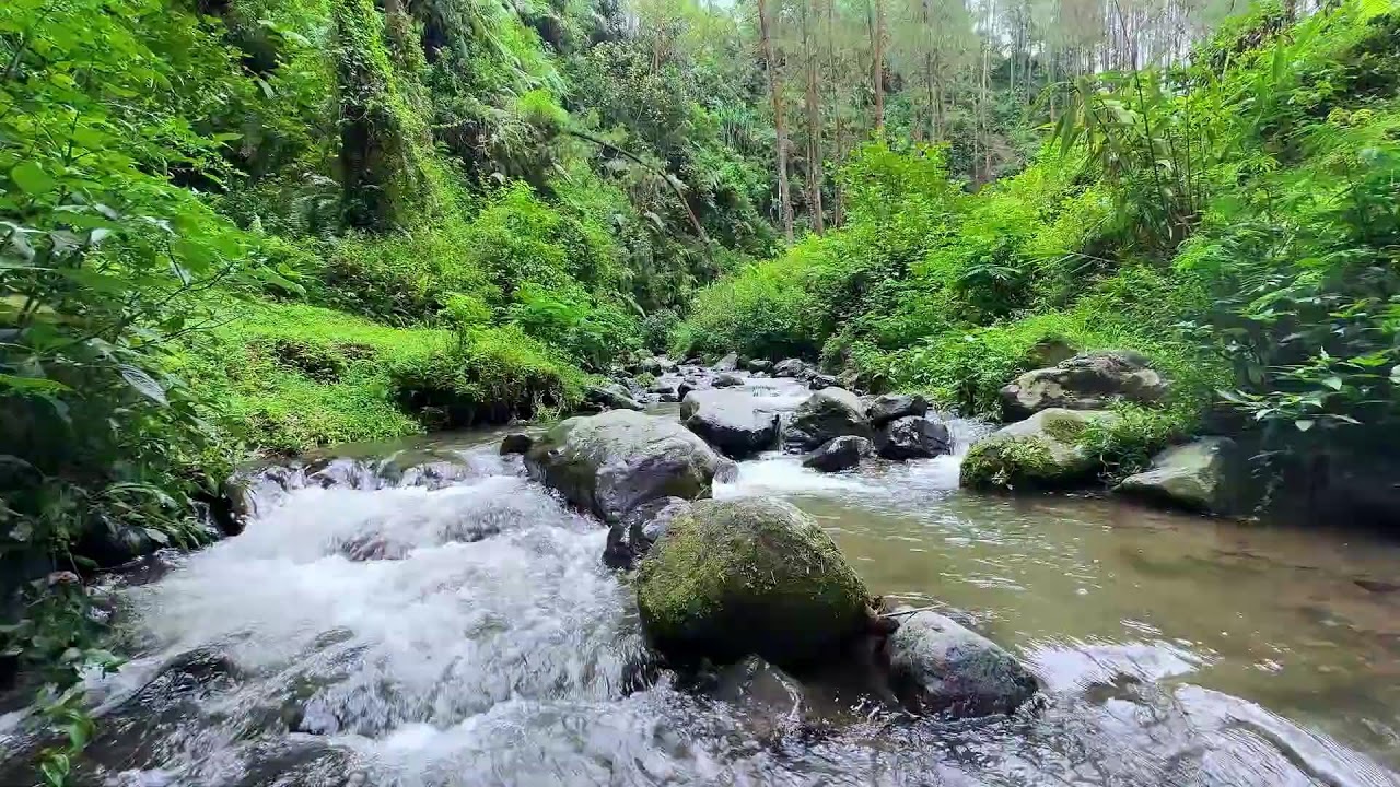 Feel safe at night with calming river sound beneath daylight forest trees for peaceful sleep