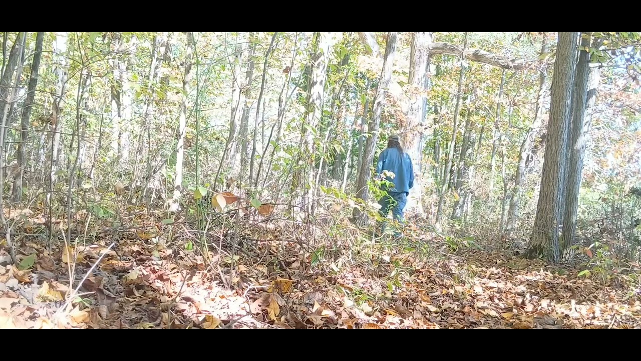 A walk through the fall leaves #oldschoolalaska #nature #asmr