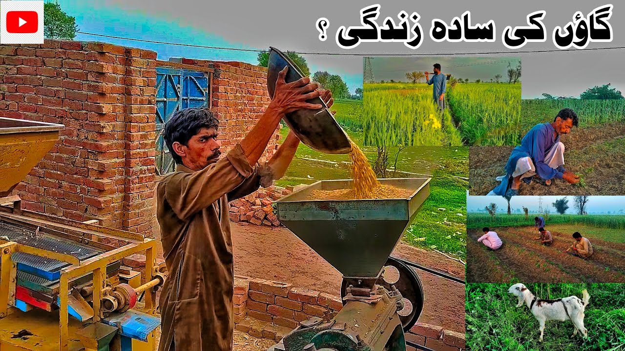Real Village Life in Pakistan | गांव की जिंदगी | Desi Village Work Routine | Pakistani Rural Life