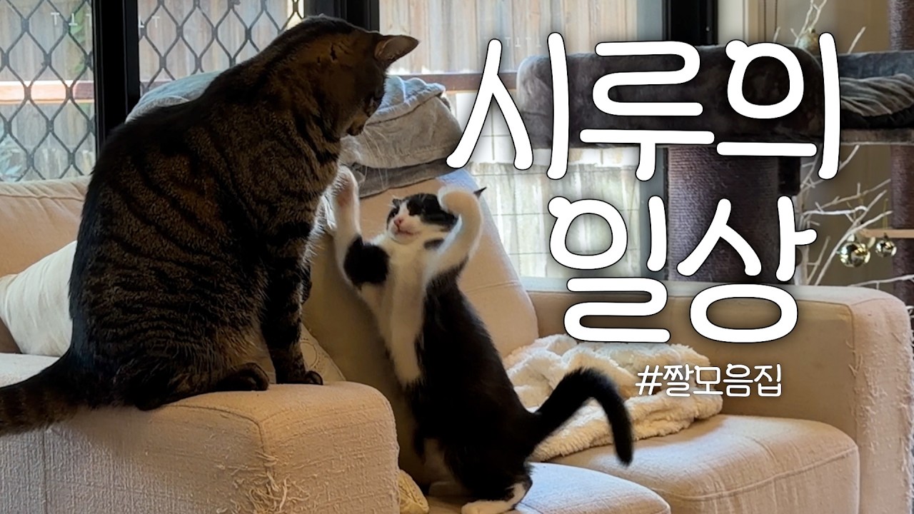 🐾 시루의 일상을 기록해보았다.zip 🎞️ 끝없이 덤비는 시루의 성장일기 🐣