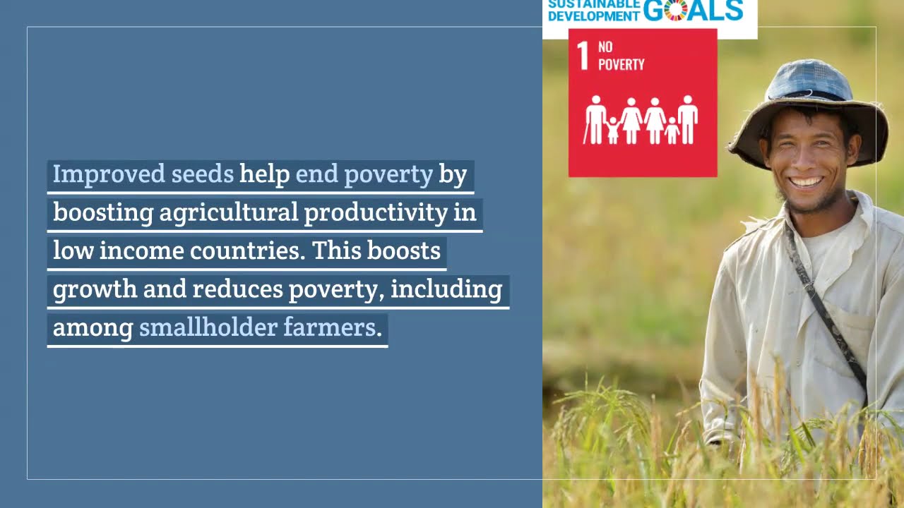 How does the seed sector contribute to the SDGs?