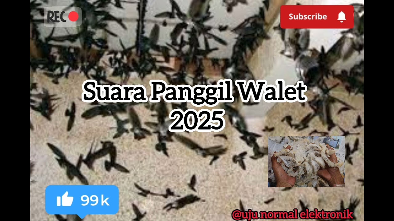 Suara Panggil Walet 2025