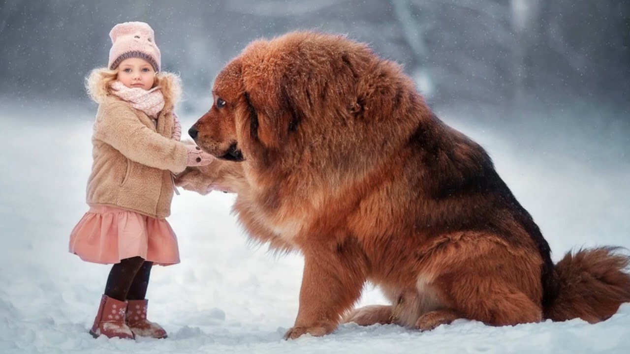 11 Most Expensive Dogs in India (Year 2025)
