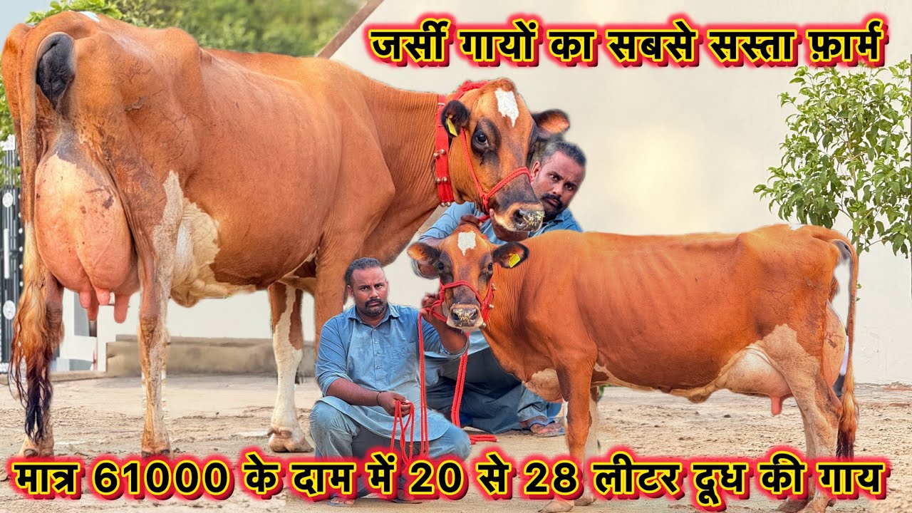 मात्र 61000 के दाम में 20 से 28 लीटर दूध की सबसे सस्ती जर्सी ब्रीड की 13 गाय👍Low Price Jersey Cows 