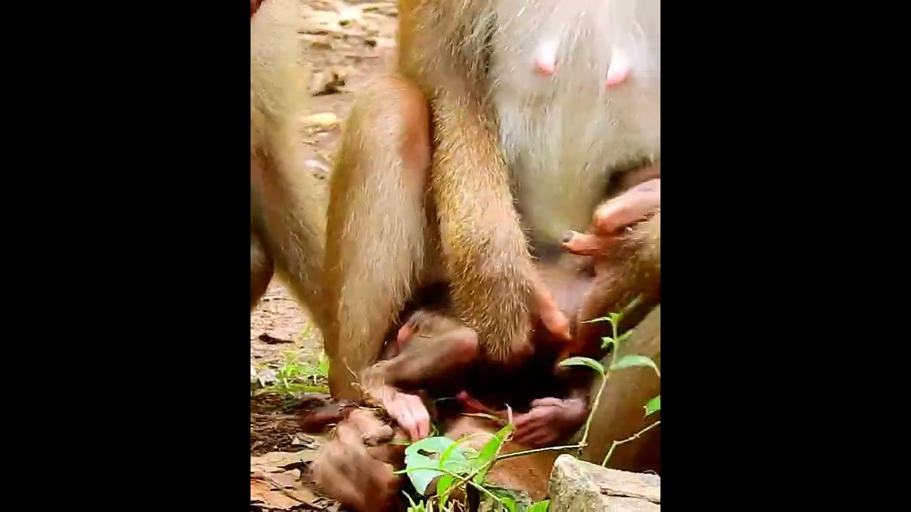 Amazing cute baby monkey 2023