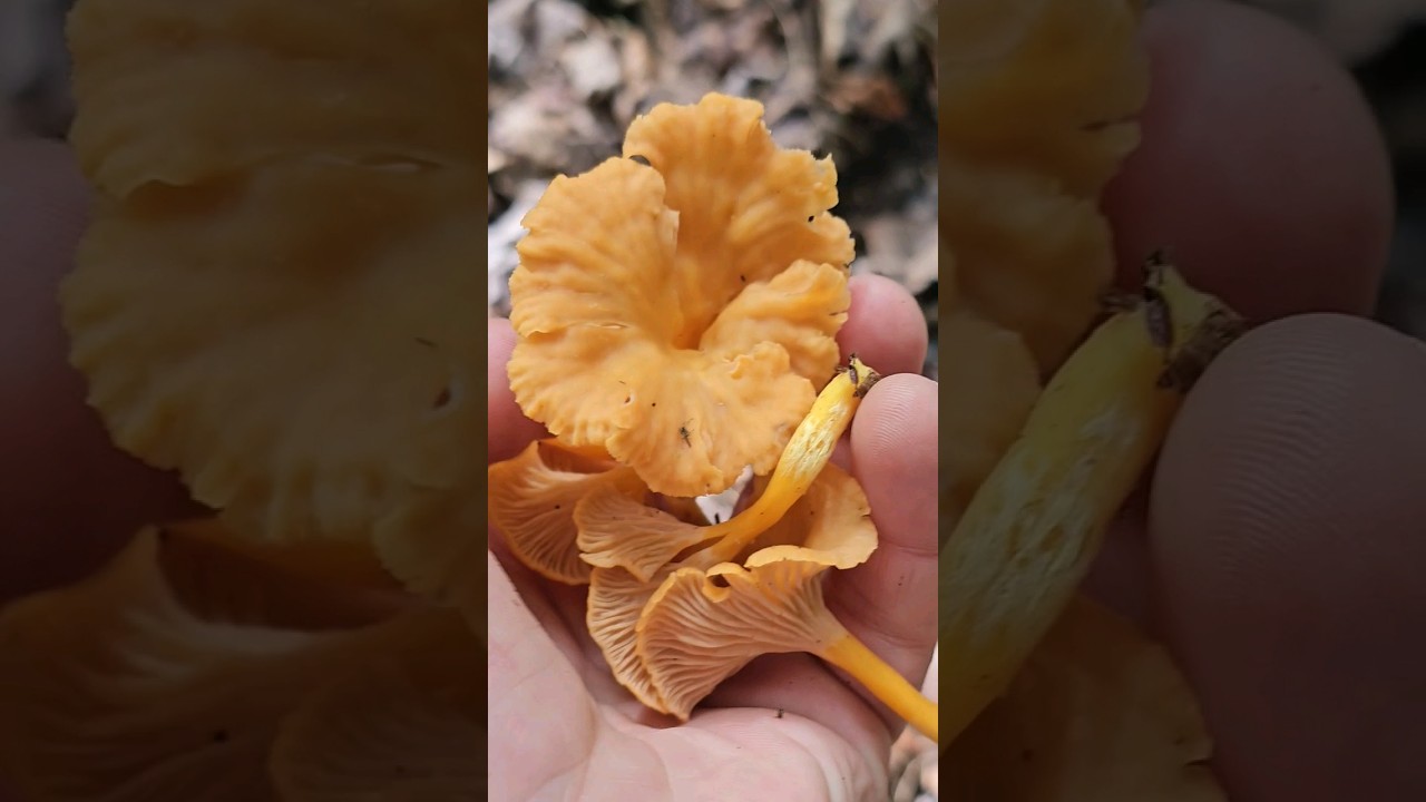 Harvesting Craterellus ignicolor Mushrooms #food