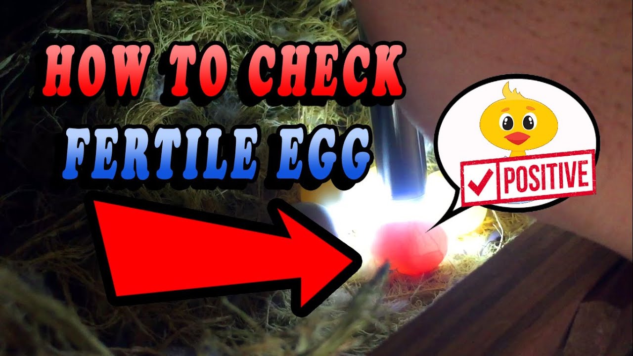 PAANO MAG CHECK NG FERTILE EGG | HOW TO CHECK FERTILE EGG OF AFRICAN LOVEBIRD | BIRD EGG CANDLING