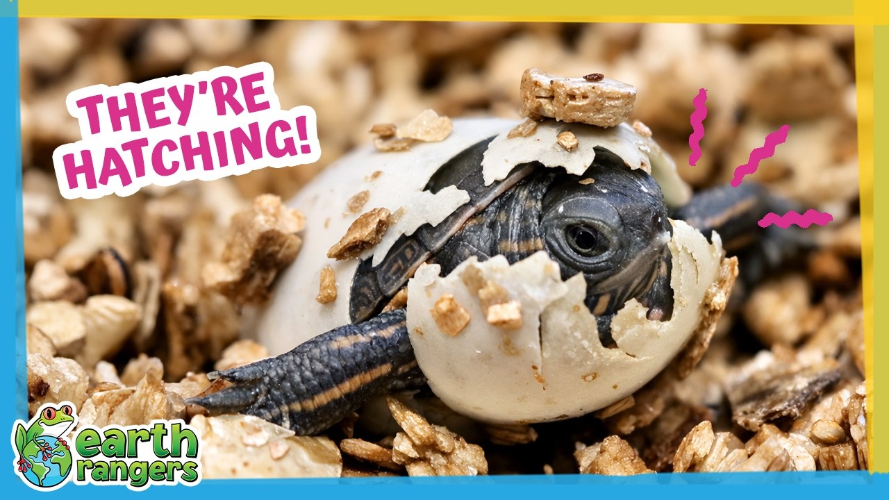 Where Did All These Baby Turtles Come From?! | Earth Rangers