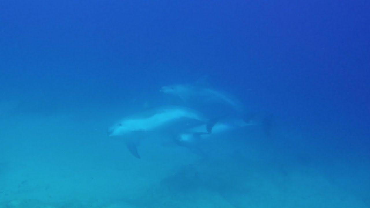 VLOG #1 - DIVING WITH DOLPHINS IN RHODES, GREECE - MICHIEL VAN STAVEREN
