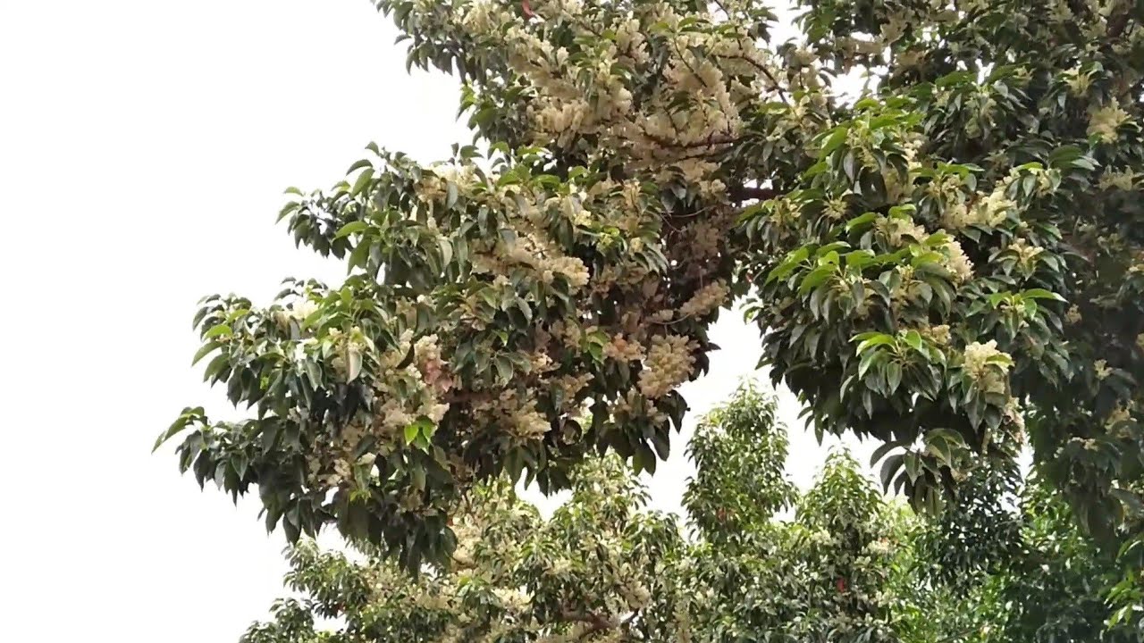 Milhares de Flores essa Árvore produz (Azeitona do Ceilão)