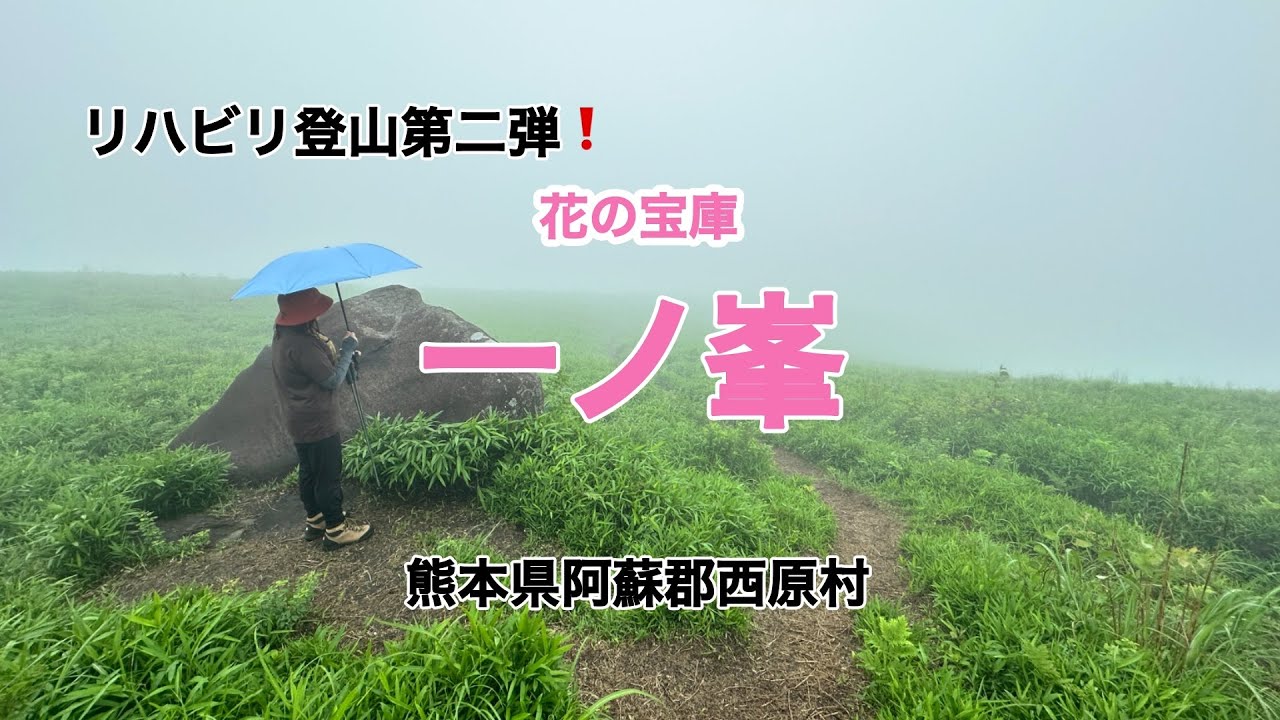 【リハビリ登山】花の宝庫！一ノ峯 No.206
