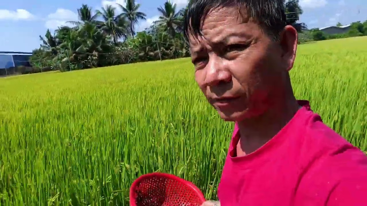 Bắt Cá Cạn Phóng Sanh ngày rằm Siêu Nhiều Cá | Út Giá Vlog
