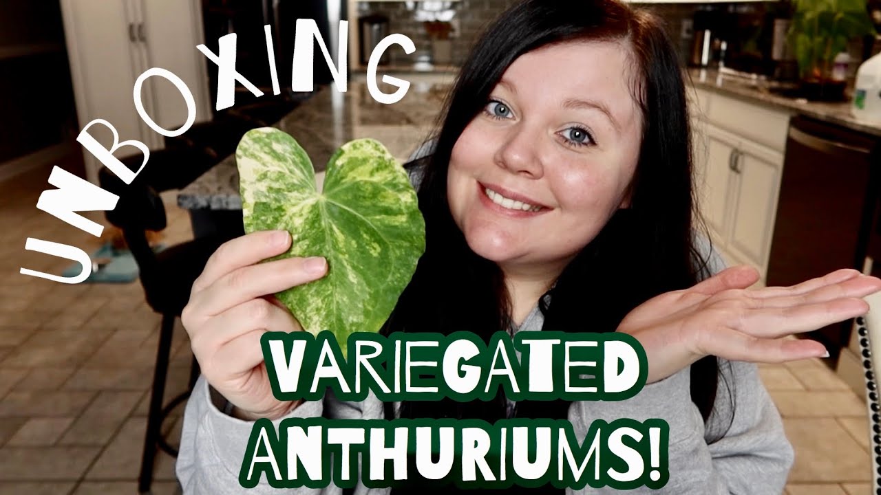 Variegated Anthurium Plant Unboxing