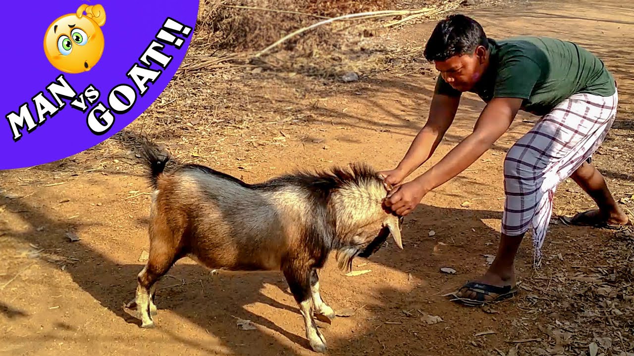 Funny Goats Attacking People Video || Bokra Boda Saon Fighting