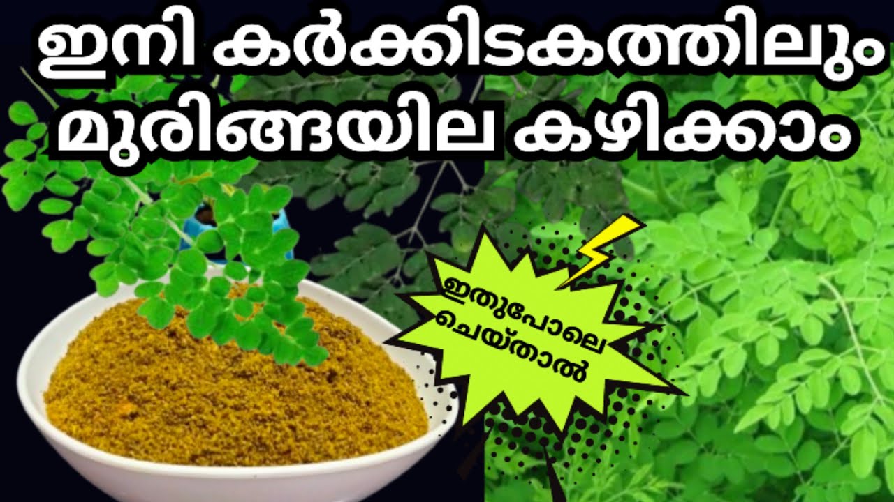 മുരിങ്ങയില ചമ്മന്തി പൊടി l Muringa leaves  chammanthipodi l Drumstick leaves chammanthy podi podi