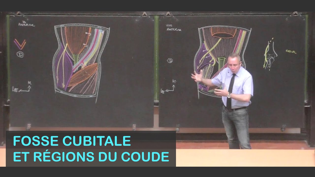 Anatomie de la fosse cubitale et des régions du coude (Membre supérieur 9)
