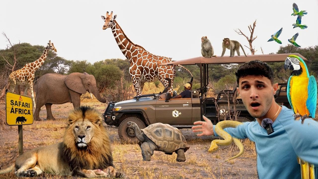 ¡Recorre un safari lleno de animales exóticos sin salir de tu coche!