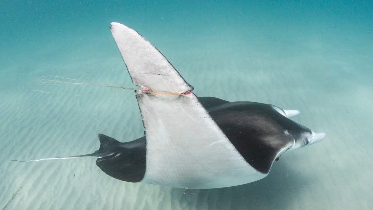 Don't do this to Manta Rays while Cobia Fishing 😡