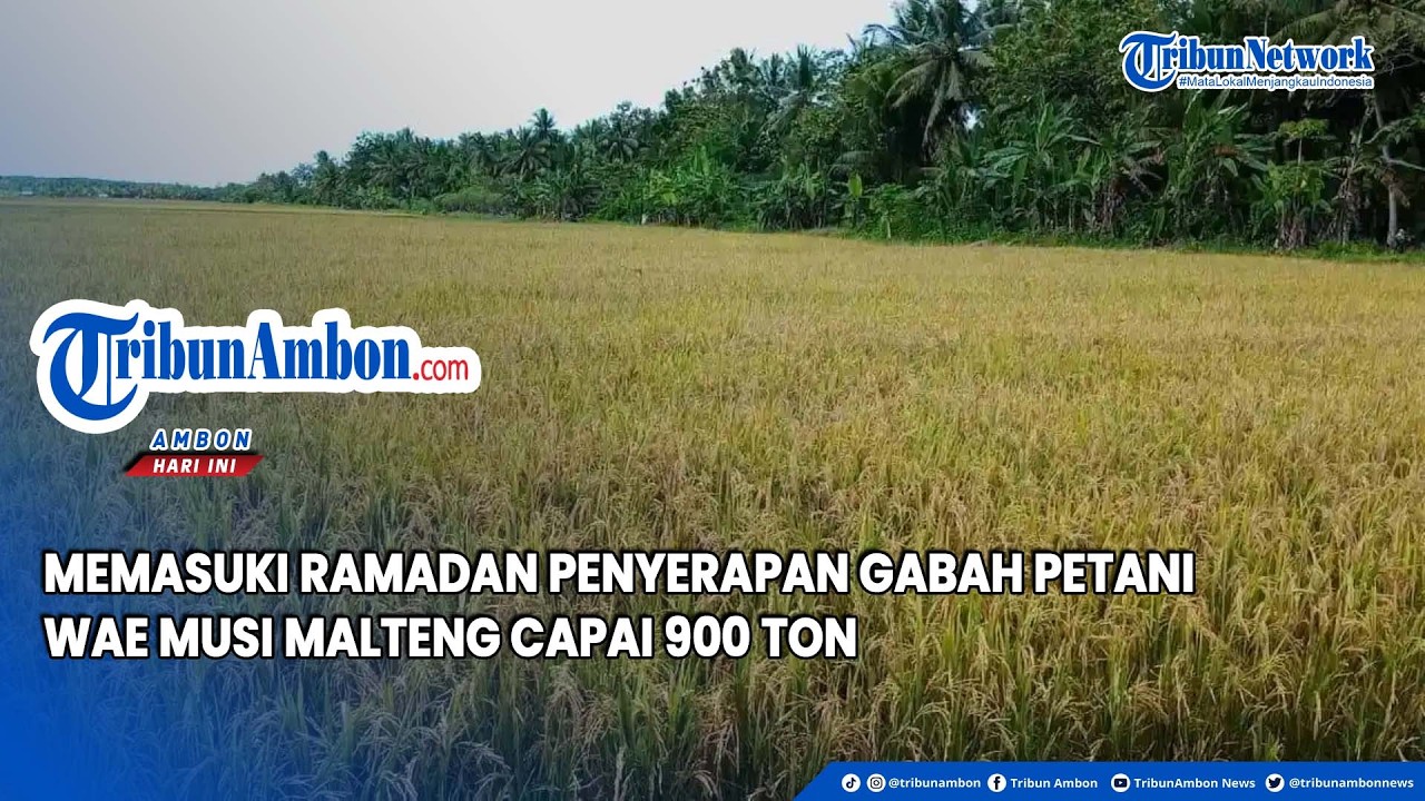 Memasuki Ramadan Penyerapan Gabah Petani Wae Musi Malteng Capai 900 Ton