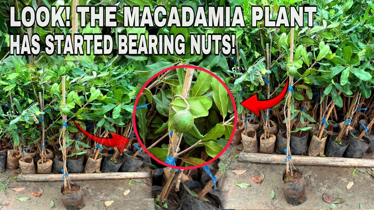 Macadamia tree | ☎️ +91 6000258514 | macadamia nut grafted plants at cheap price