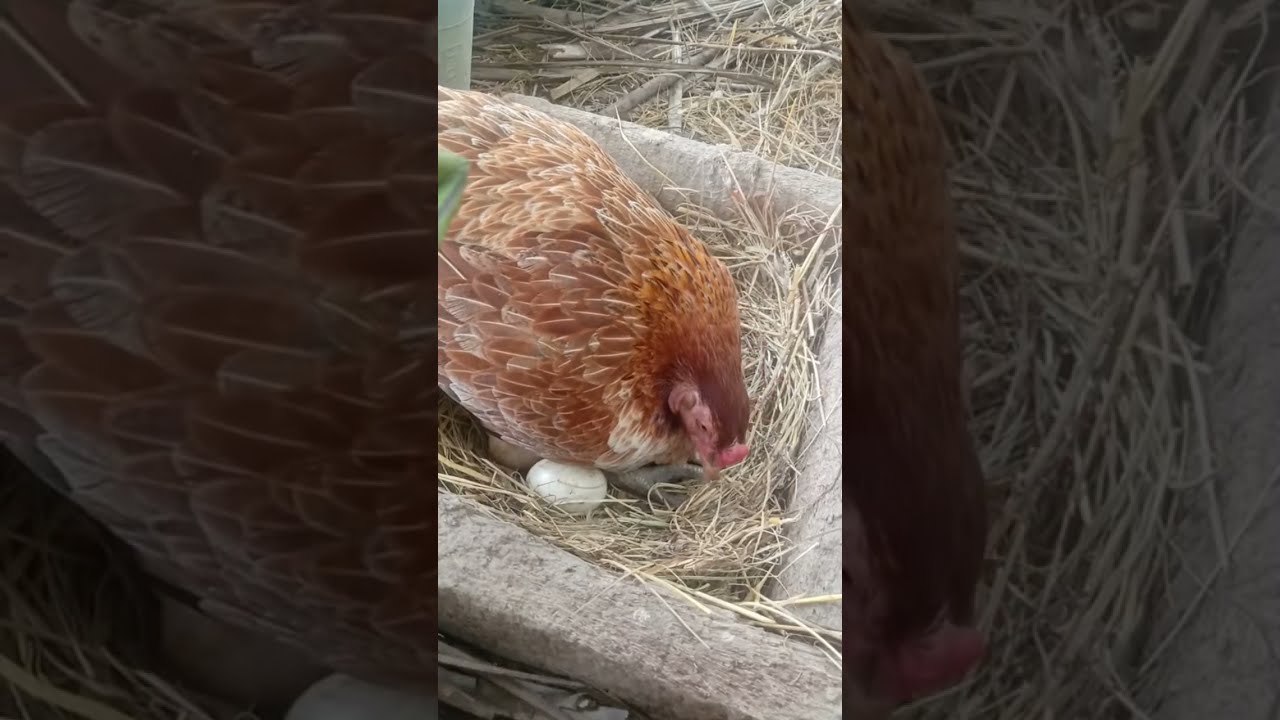 Amazing hen 