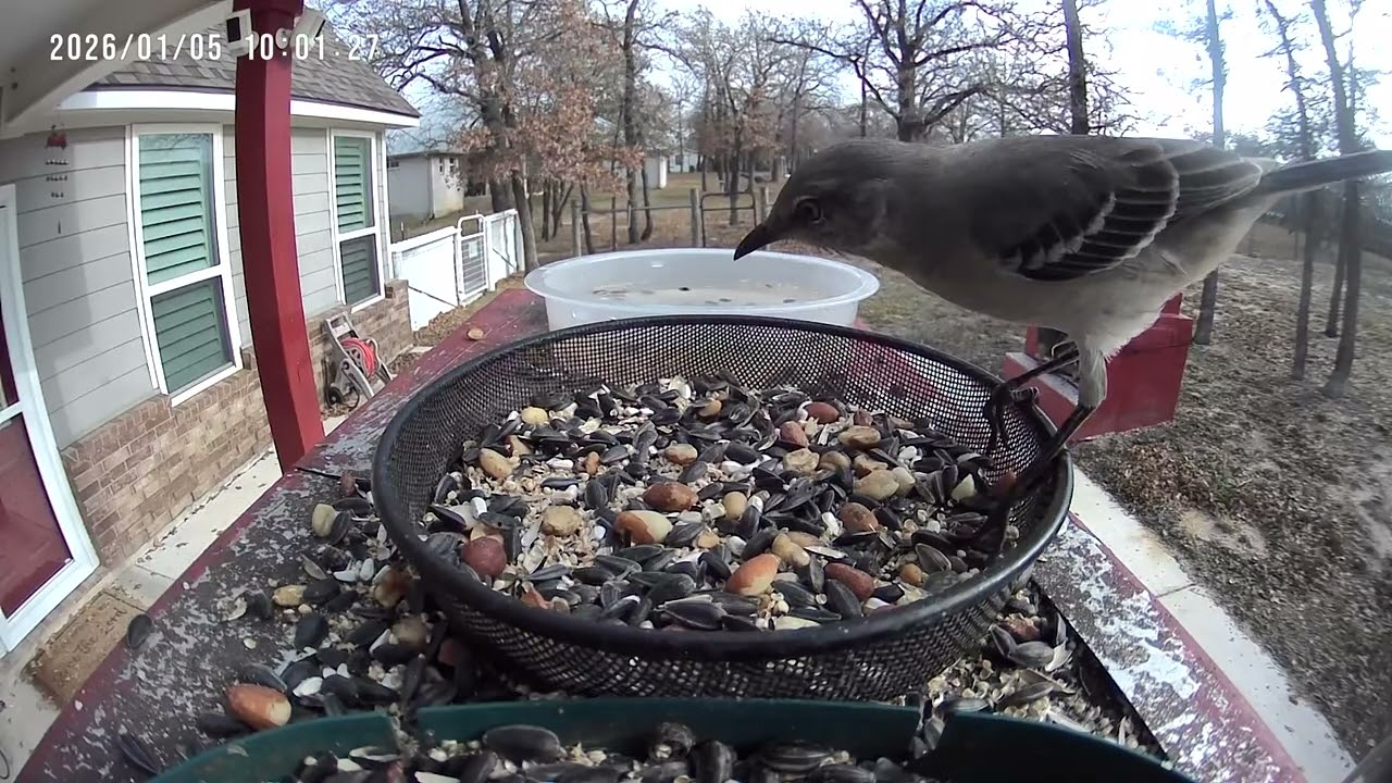 This Mockingbird Took Over the Feeder