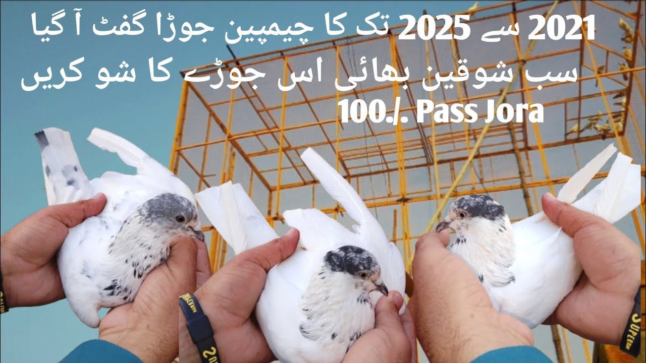 🔥 Selkoti Kabootron Ka Zabardast Jhoora Import Hua | Rare Guft Aa Gayi | Pigeon Lovers Shocked 😱
