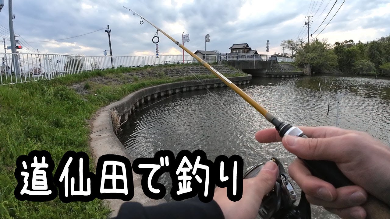 道仙田で魚釣り！