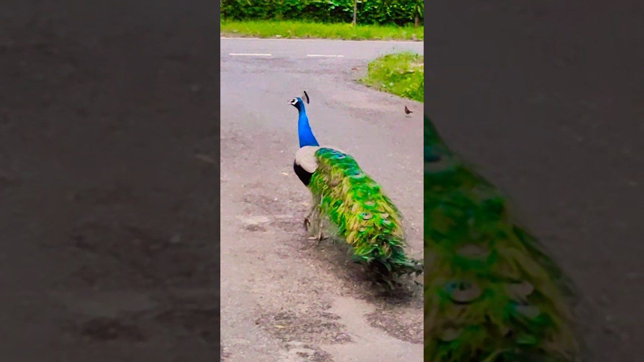 peacock 🦚 #peacock #animals #nature #wildlife #naturesvoice #peacockdance #mor #peafowl #shorts