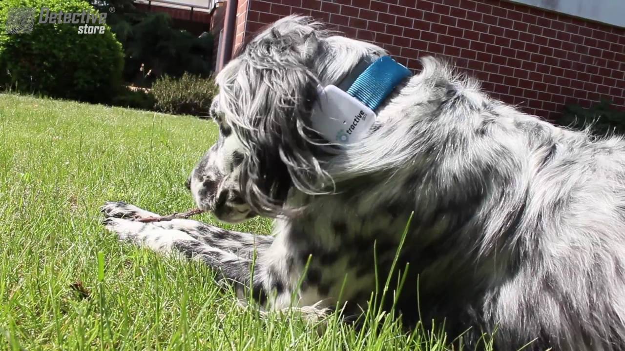 GPS tracker for dogs and cats Tractive - Detective Store