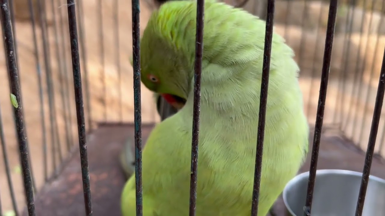  🦜💕✌️day 18./100 Parde video✌️ #teamfx #viralvideo #mitth