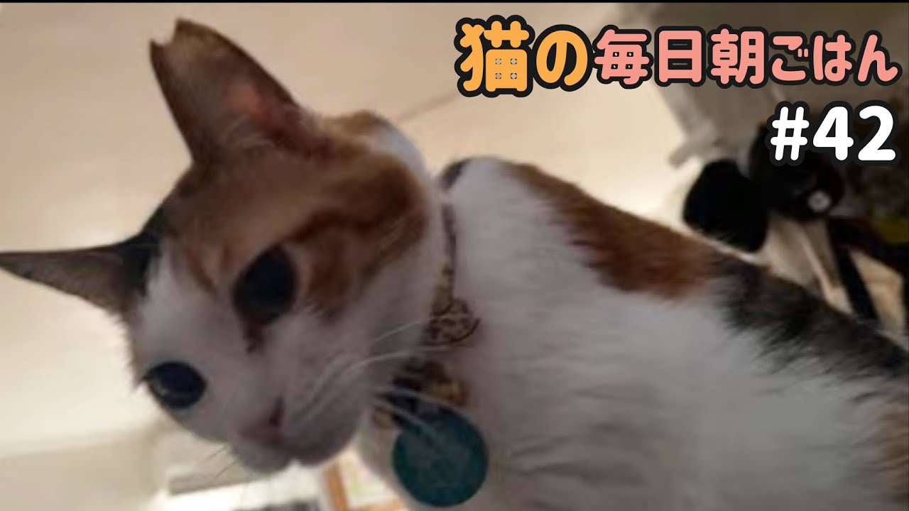 猫の毎日朝ごはん生配信！【#42】 2026.3.12