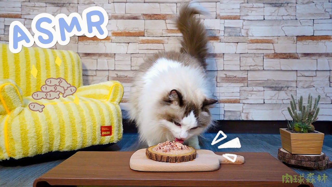 【肉球森林 Paw Forest】貓咪 棉花糖吃吃 Cat Mukbang ASMR