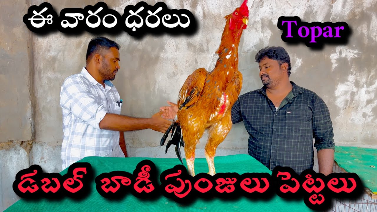 MK pets786 Nellore transport available #viral #video #viralvideo #@mkpets786 