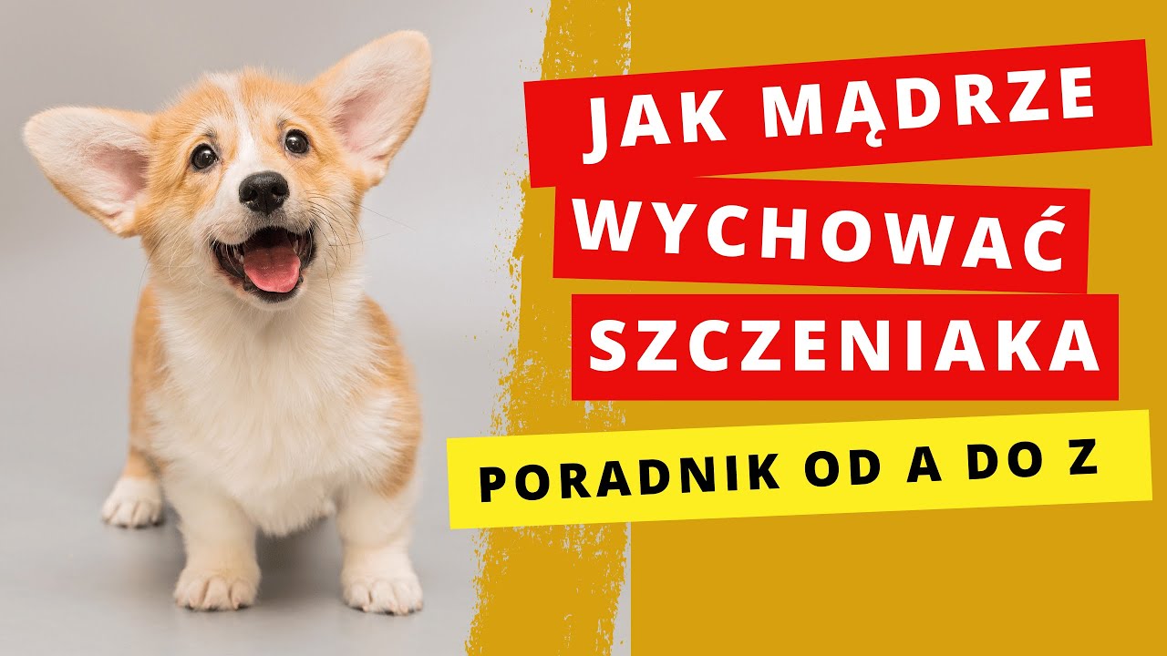 Socjalizacja i wychowanie szczeniaka krok po kroku🐕