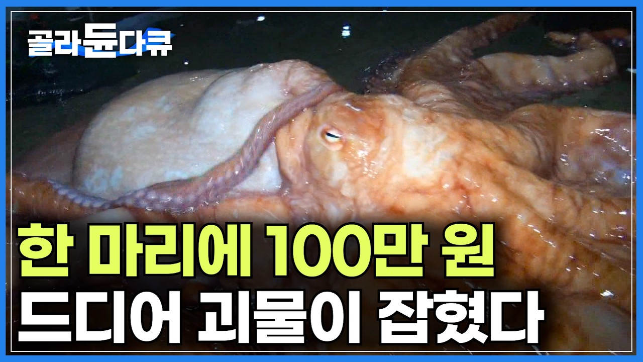 큰 놈은 100만 원. 괴물 크기일수록 몸값도 비싸진다｜최대 2m, 30kg까지 나간다는 동해안 특산어종 대왕문어｜투망이 튕겨나간 사고 발생｜선상 어부 먹방｜극한직업｜#골라듄다큐