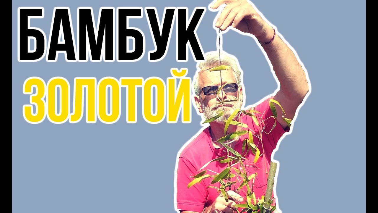 Морозостойкий бамбук  / Бамбук Phyllostachys aureosulcata 'Aureocaulis' / Игорь Билевич