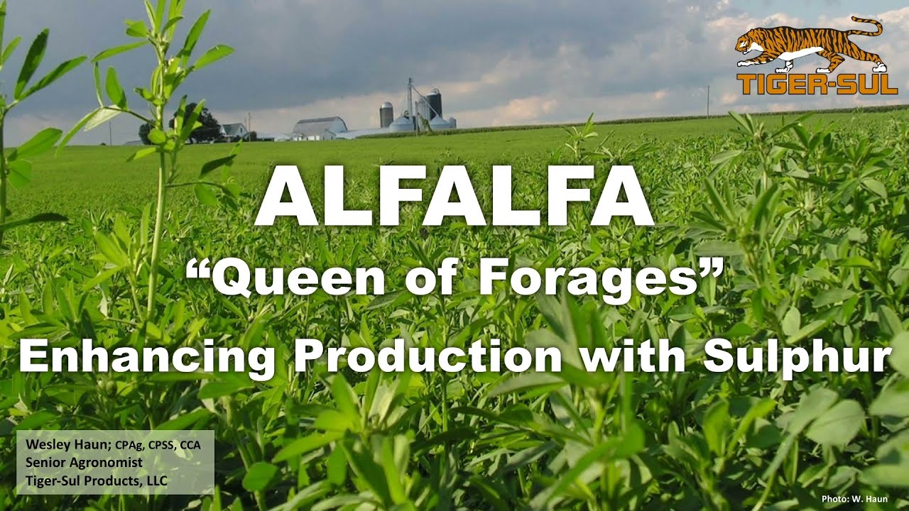 Will sulphur help my alfalfa crop? - Tiger-Sul Products