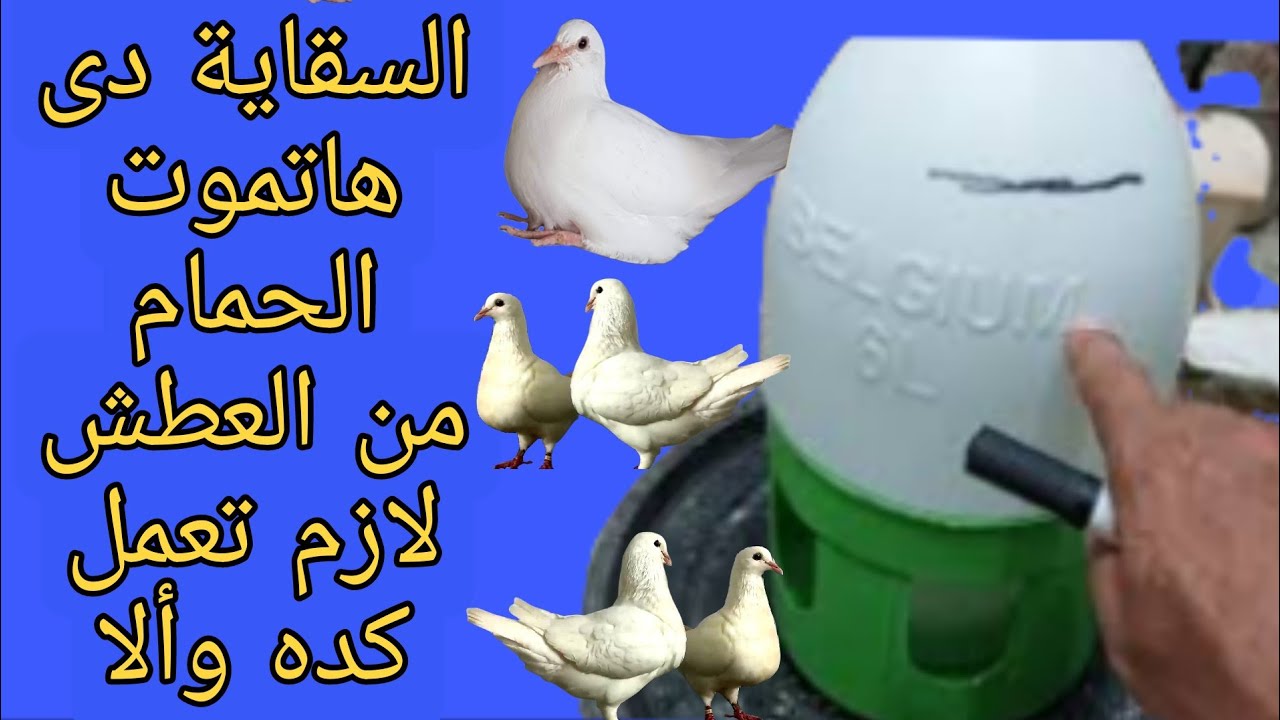 الحمام مش عارف يشرب منها هايموت من العطش شوف عملت ايه كان لازم اتصرف