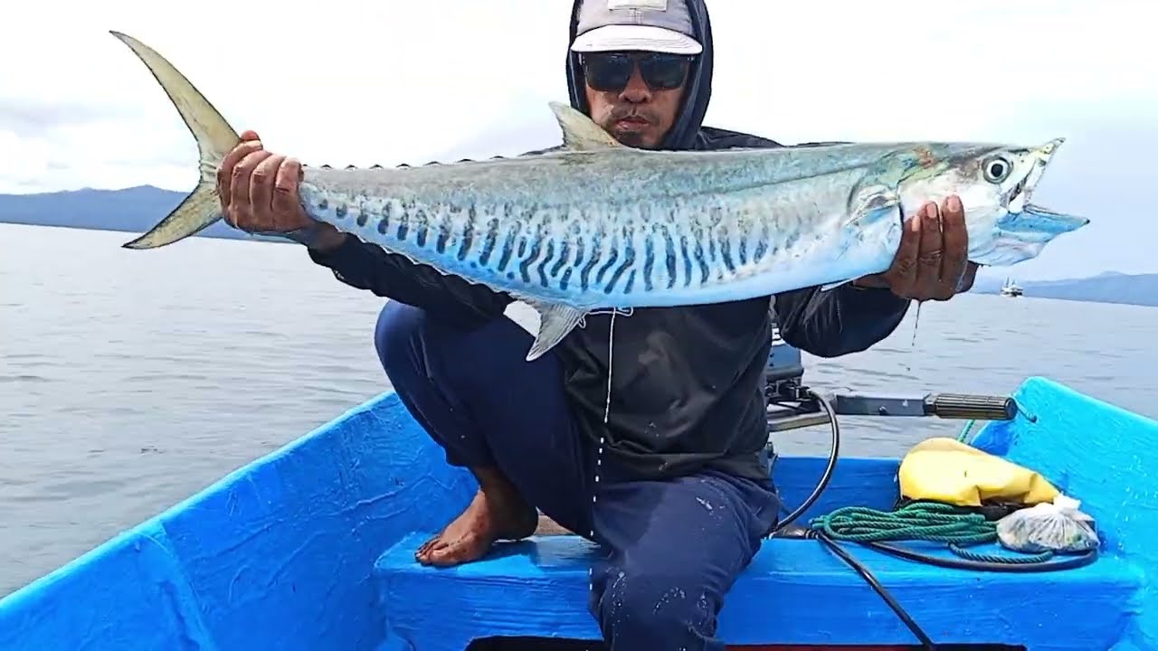MANCING TONDA IKAN TENGGIRI PAKAI METODE UMPAN HIDUP 
